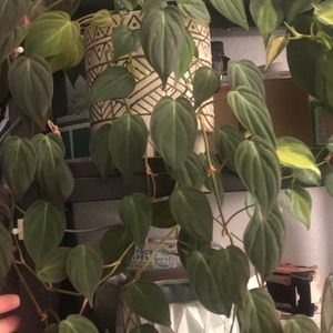 Meet your Posher, Elmer